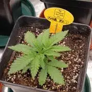 Papaya Stank