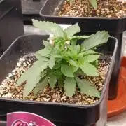 DC Kush