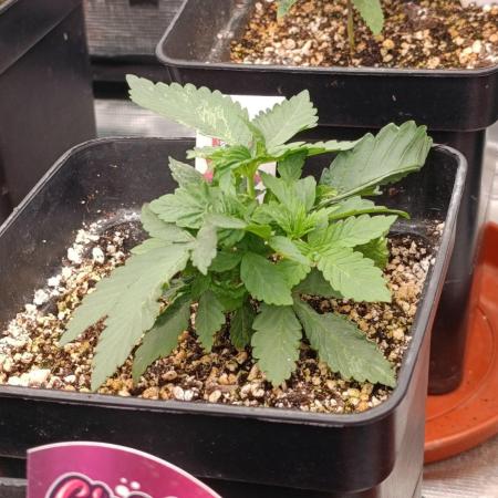 DC Kush