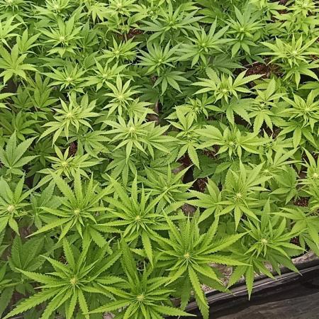Super Lemon Cherry