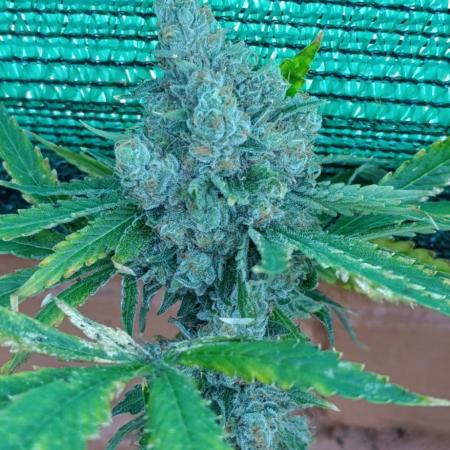 Astro Lemonade F1