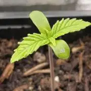 Gello Z & Xpertnutrients