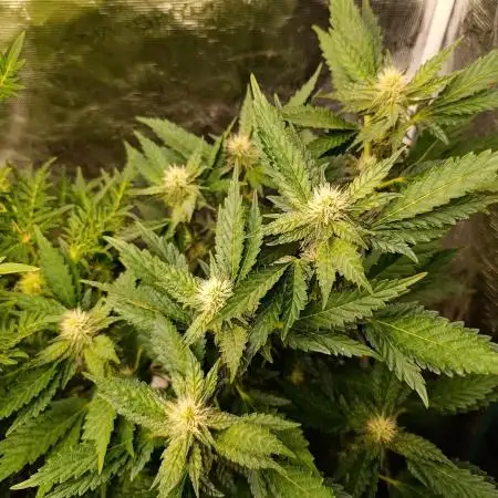 Sticky Queen Flower