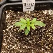 GAZ Terpyz