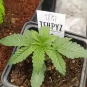 Zour MelonZ Test & Xpertnutrients