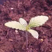 Cali Crasher Marshydro