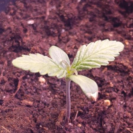 Cali Crasher Marshydro