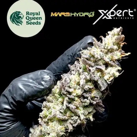 Sticky Queen Flower