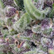 Strawberry Gorilla Rf3 Auto