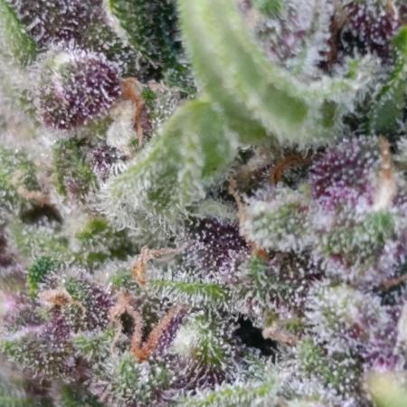 Strawberry Gorilla Rf3 Auto