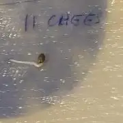 11 Cheescakes