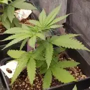 Jack 47 FV
