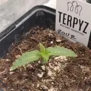 Zour MelonZ Test & Xpertnutrients