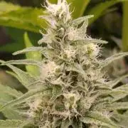 Banana Cream OG