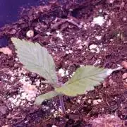 Red Banana Pudding II Marshydro