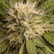 Astro Lemonade F1