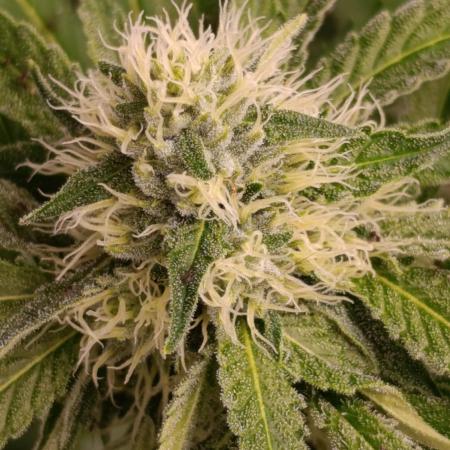 Astro Lemonade F1