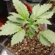 Caramel Pineapple