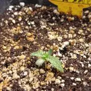 Papaya Stank