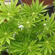 Zingatsu Xpertnutrients