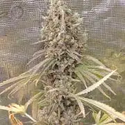 A5 Chaze x Marshydro