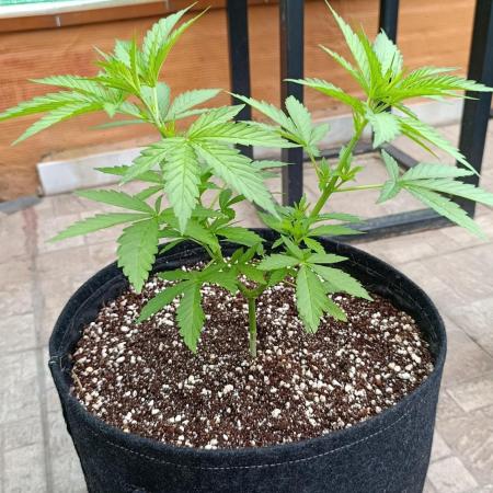 Gello Z & Xpertnutrients