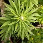Mental Rainbow Xpertnutrients