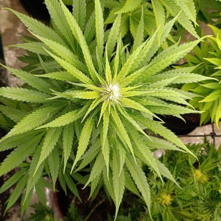 Mental Rainbow Xpertnutrients