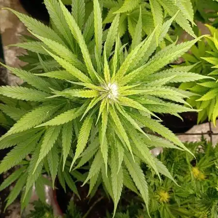 Mental Rainbow Xpertnutrients