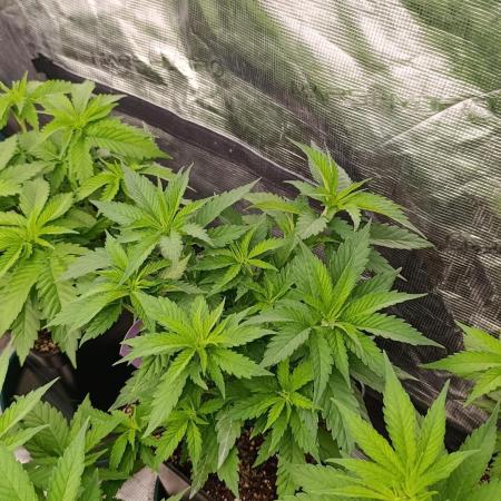 Pink Guava F1 FV