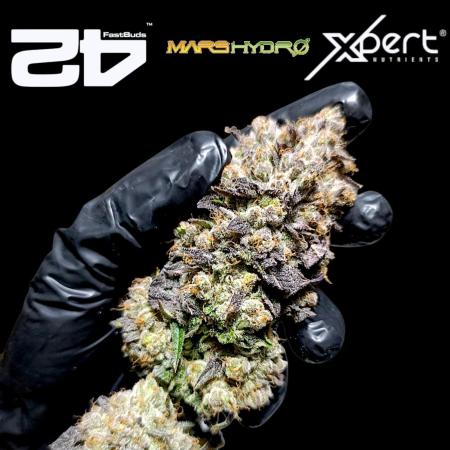 Lemon Cherry Runtz FC6500