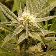 Blueberry Muffin