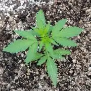 Gaia F1 Auto