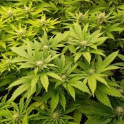 Super Lemon Cherry