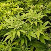 Super Lemon Cherry