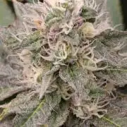 Jack 47 FV