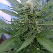 Super Boof XL Auto Outdoor