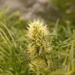 Mentha de Croco Fem Xpertnutrients