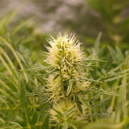 Mentha de Croco Fem Xpertnutrients