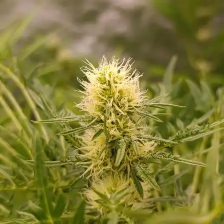 Mentha de Croco Fem Xpertnutrients