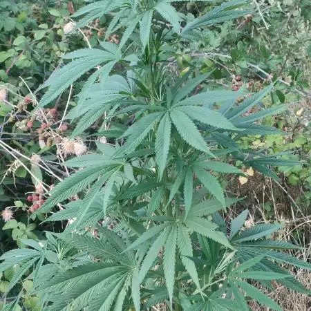 FastBuds Outdoor Competitiom
