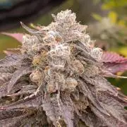 Lemon Cherry Runtz FC6500