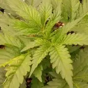 Banana Cream OG