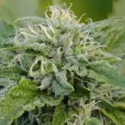 Gello Z & Xpertnutrients