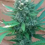Pink Guava F1 FV