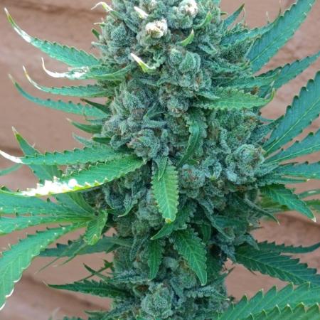 Pink Guava F1 FV