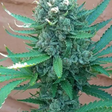 Pink Guava F1 FV