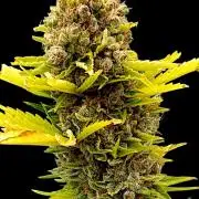 Grape Ape Marshydro