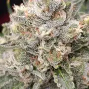 Pink Guava F1 FV