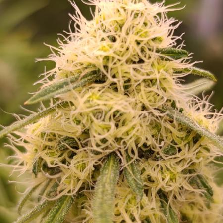 Mentha de Croco Fem Xpertnutrients